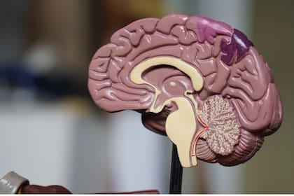 "Si un lado de tu cerebro es un poco más grande que el otro, tiendes a tener una mejor diferenciación de derecha-izquierda" (Foto: Unplash)