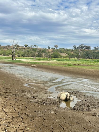 Si un lugareño no hubiera visto a la oveja, el lodo se la habría tragado en cuestión de horas.