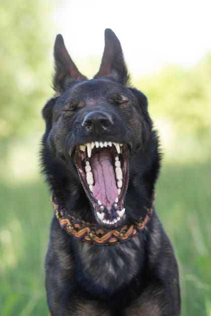 Si un perro adulto todavía no cambió un diente de leche, lo más recomendable es extraerlo para evitar problemas a futuro