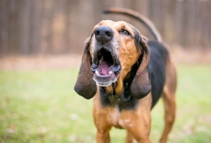 Si un perro ladra sin parar, puede estar manifestando un problema de salud