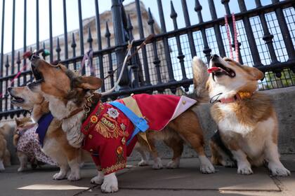 Si vivís con un perro en casa te habrás sorprendido de que, al hablarle, en ocasiones utiliza un lenguaje infantil (Foto AP/Alastair Grant)