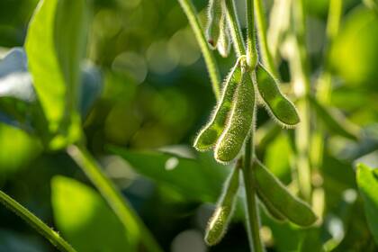 Siembra de soja en Brasil avanza a ritmo más lento que en campaña previa por irregularidad de lluvias