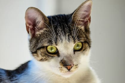 Siempre consulta con un especialista antes de ofrecer alimento nuevo e irregular a tu gato