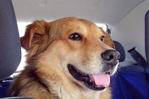 "Siempre será nuestro callejero VIP (very important perro), hermoso, simpático, protector y digno".
