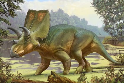 Sierraceratops es anterior a su relativo Triceratops y mide alrededor de cinco metros de largo