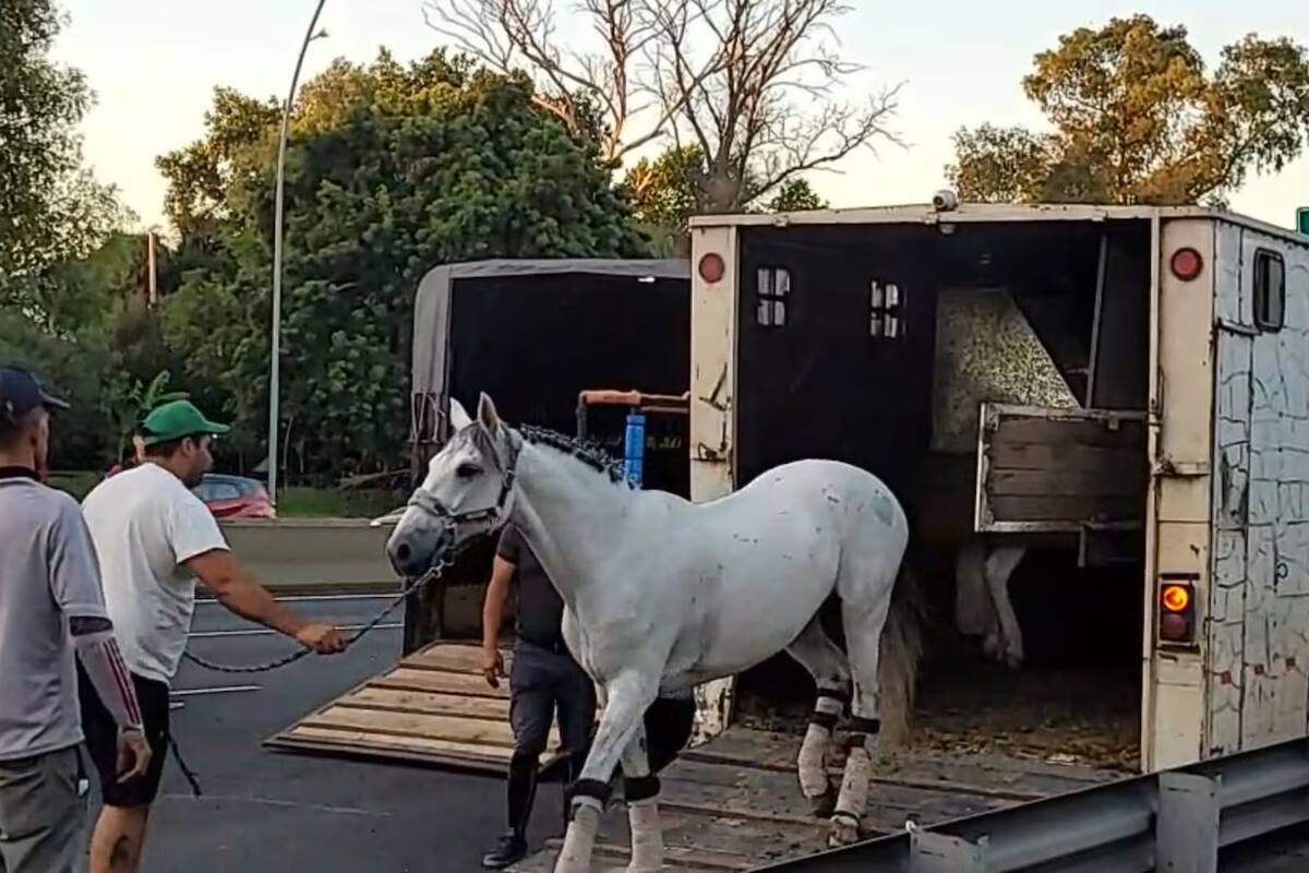 Siete caballos fueron rescatados tras el siniestro