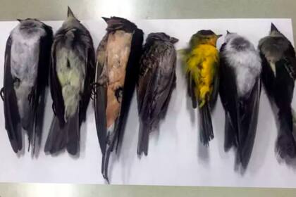 Siete ejemplares de los pájaros que fueron encontrados muertos.