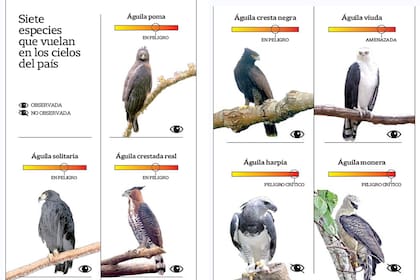 Siete especies que vuelan en los cielos del país