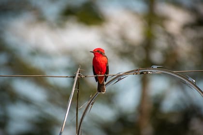 Los expertos recomiendan hacer paseos más de una vez al día porque de esta manera se pueden ver distintas especies: no es lo mismo al mediodía que a la mañana