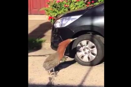 Sigiloso, un pájaro muy llamativo caminó por las calles vacías de Olivos.