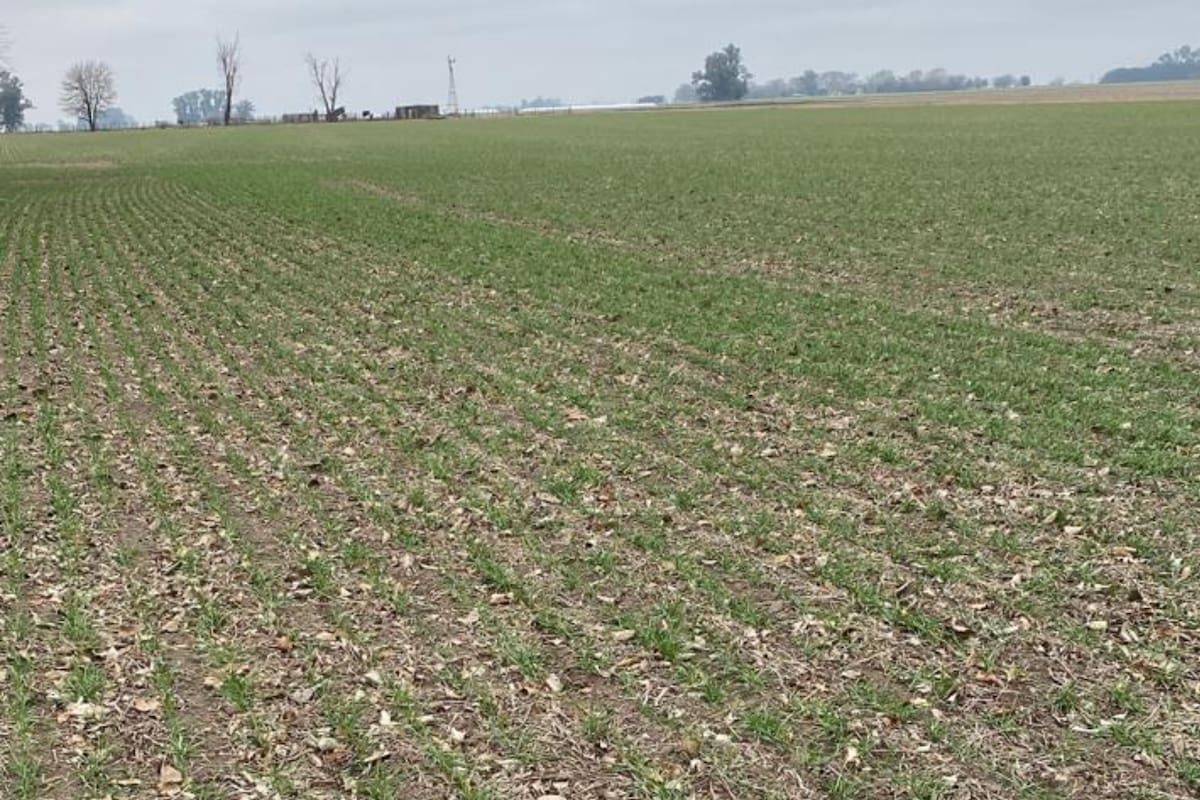 Siguen vigentes demasiados abusos, como el impuesto confiscatorio de las retenciones del 33% a la soja y del 12% al maíz y el trigo