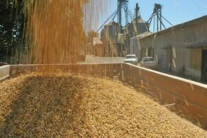 silo bolsa soja campo producción plantación cosecha almacenamiento
