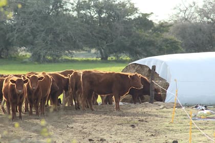 silos de maiz ganadería