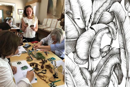 Silvana Montecchiesi encontró en los cursos y talleres de ilustración botánica que dicta en distintos espacios públicos y privados, otra forma de divulgación.