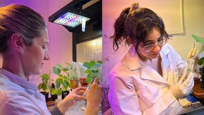 Silvina Brambilla y Laura Serrantes examinan la respuesta de la soja a los biofertilizantes editados