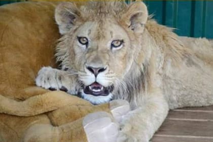 Simba, el león que fue explotado en Rusia por un hombre: le quebraron las patas para que no pudiera moverse