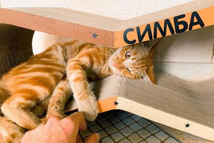 Simbachka, el gato "tiktoker" murió el 20 de octubre producto de un accidente con un auto y su dueño lo admitió recién la semana pasada en las redes sociales