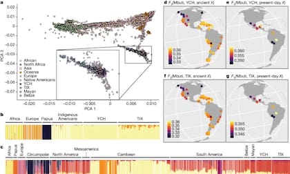 Similitudes genéticas entre Chichén Itzá, Tixcacaltuyub y grupos indígenas americanos actuales y antiguos
