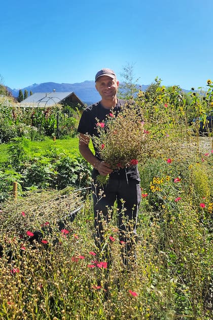 Simón cosechando de lino del jardín.