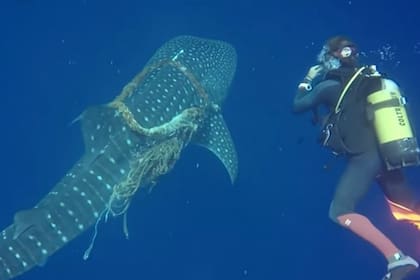Simone Musumeci y Antonio Di Francafueron quienes liberaron al tiburón en la isla de Fuvahmulah, Maldivas