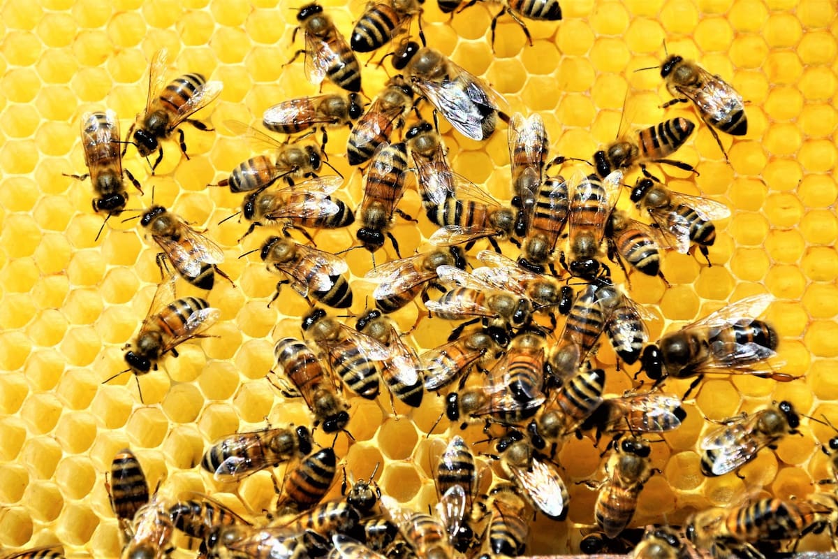 Sin abejas, los seres humanos no podrían acceder a la miel y a una naturaleza colorida