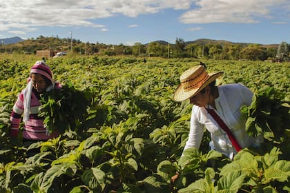 Sin agricultura no sería posible la vida como la conocemos, tanto a nivel alimenticio como tecnológico.