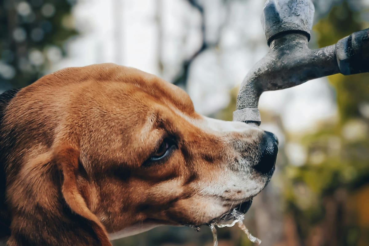 Sin conocer la medida adecuada que el perro necesita cada día, es difícil determinar si está bien hidratado