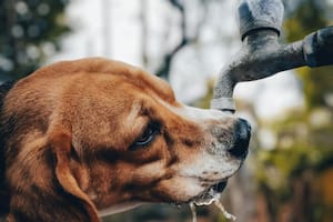 Sin conocer la medida adecuada que el perro necesita cada día, es difícil determinar si está bien hidratado