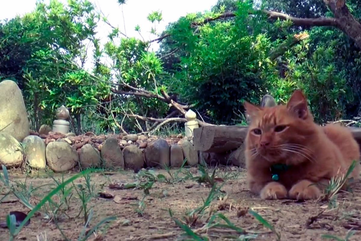 Sin excepción, la gatita se acurruca sobre la tumba de quien fuera su dueño