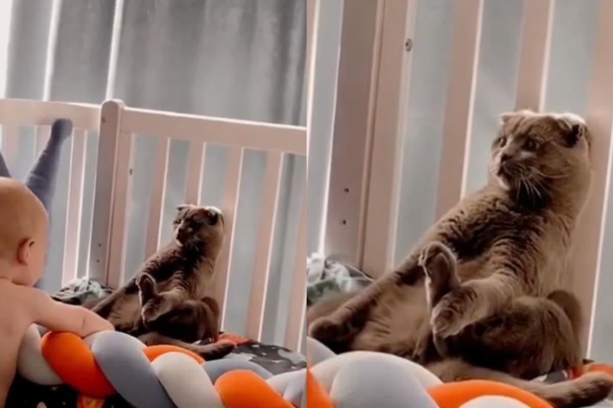 Sin importar la incomodidad de la pose, el felino se mantuvo inmóvil (Foto: TikTok: @jackoliveira243)