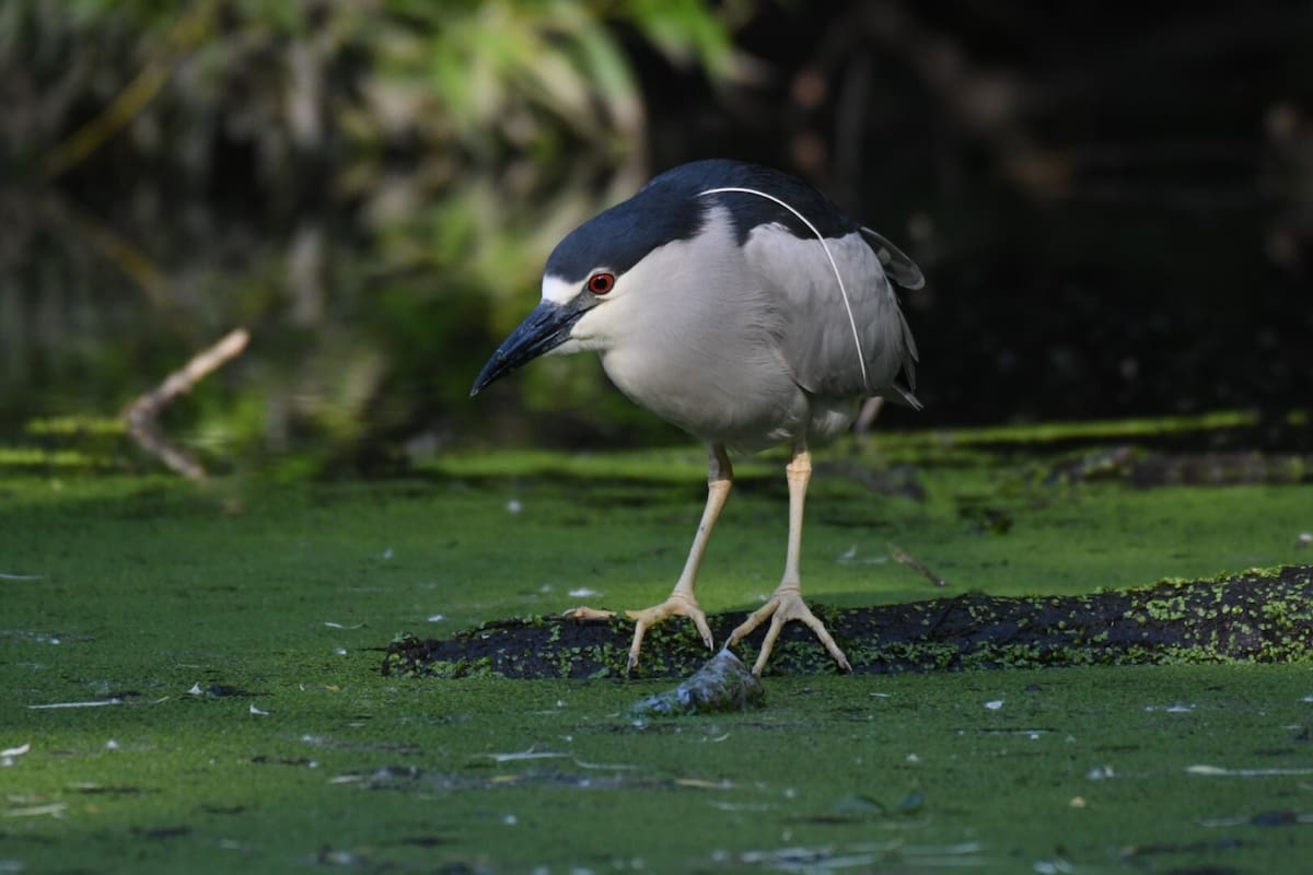 Sin intervención se proyecta que la garza nocturna coroninegra podría desaparecer del puerto de Nueva York-Nueva Jersey en 2037