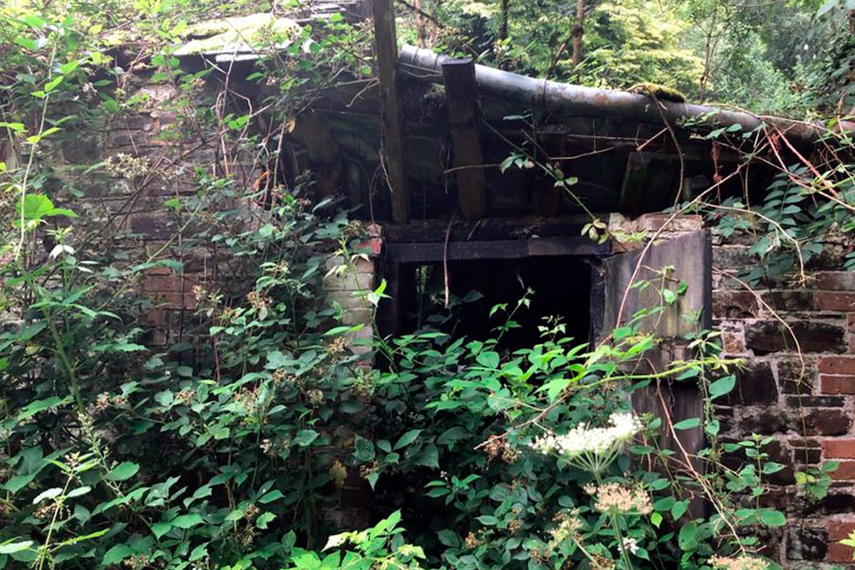 Sin nadie que la cuide, la vegetación ingresó en propiedad