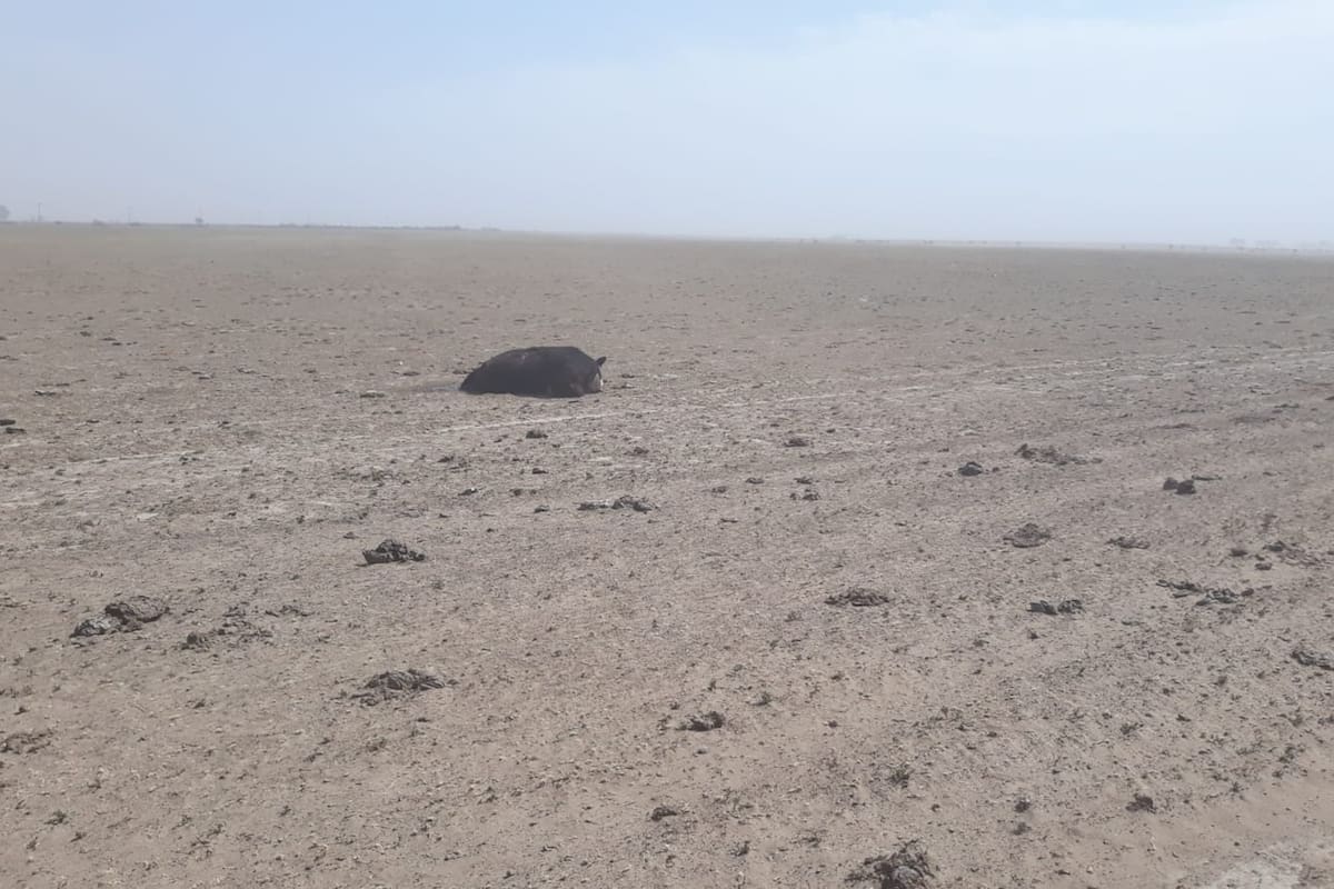 Sin pasto. En los campos de la zona de Stroeder hay desolación