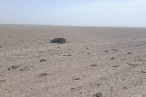 Sin pasto. En los campos de la zona de Stroeder hay desolación