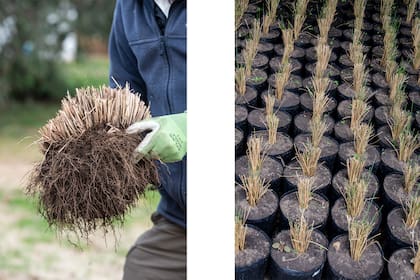 Sin que se rompa el pan, la gramínea debe plantarse en un terreno que tenga buen drenaje