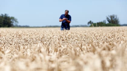 La producción de cereales es una de las más importantes en el país