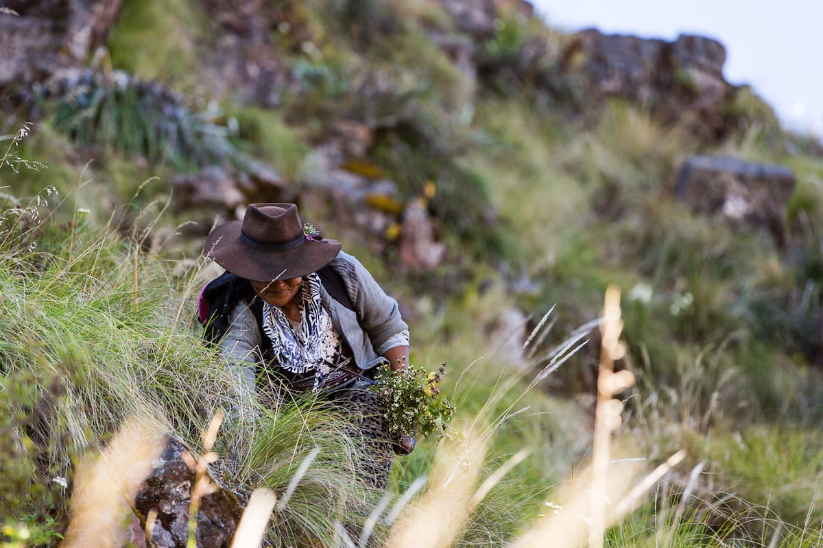 Sintientes, un documental ecológico que se estrena hoy en Puentes de Cine