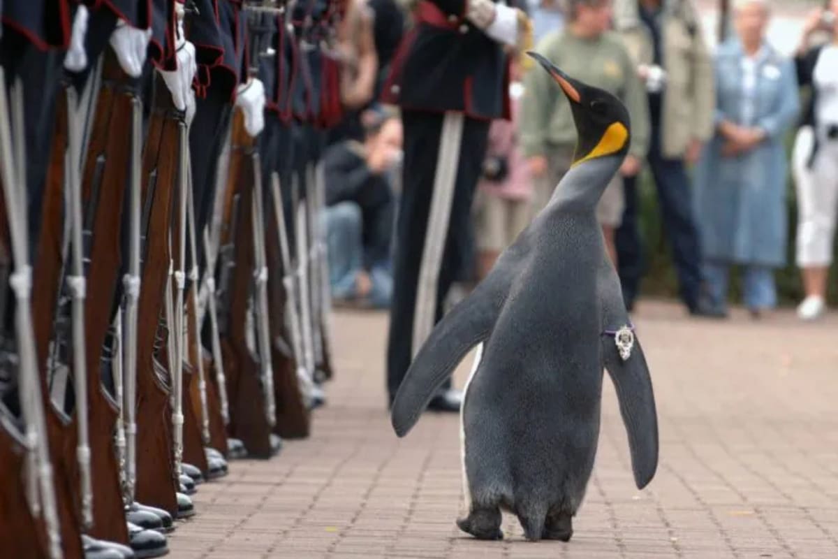 Sir Nils Olav III, el pingüino con más rango militar en el mundo