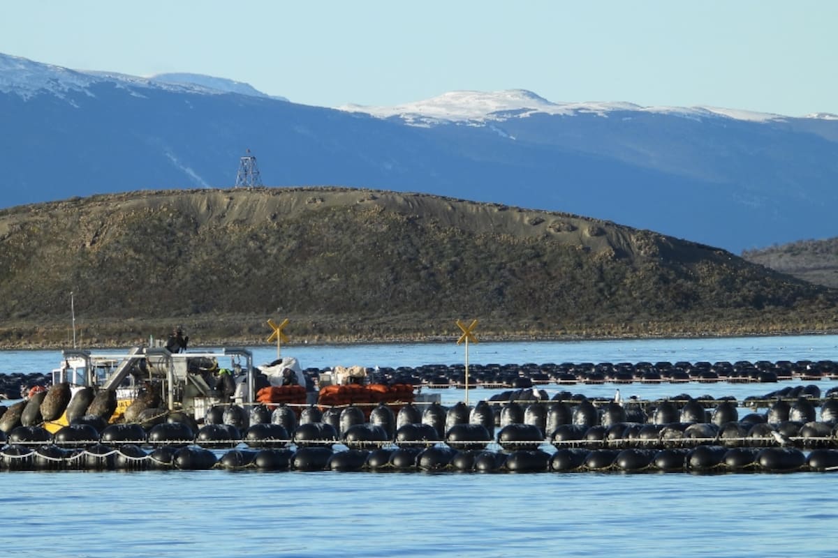 Sistema de bateas, boyas y longlines (cuerdas), característicos en la mitilicultura. Gentileza: Mónica Torres (Cadic-Conicet).