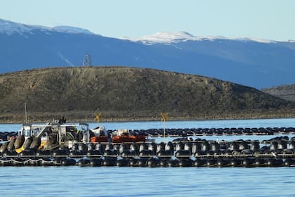 Sistema de bateas, boyas y longlines (cuerdas), característicos en la mitilicultura. Gentileza: Mónica Torres (Cadic-Conicet).