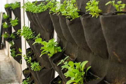 Sistema vertical con bolsillos de cultivo, en este caso con hierbas aromáticas