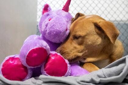 Sisu, un perro callejero de apenas un año, fue “detenido” tras intentar robar cinco veces el mismo juguete de un comercio