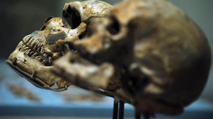 "Skull and Bones": se dice que es una de las Tres Grandes sociedades secretas del sector universitario en Estados Unidos