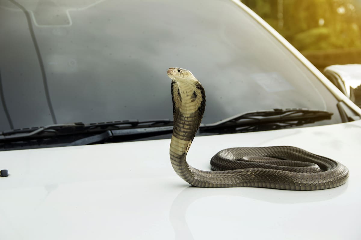 Snake monocled siamese cobra ( Naja kaouthia ) on the lid front hood car color white. In Thailand It is believed that snakes come to lucky or cheap lottery.