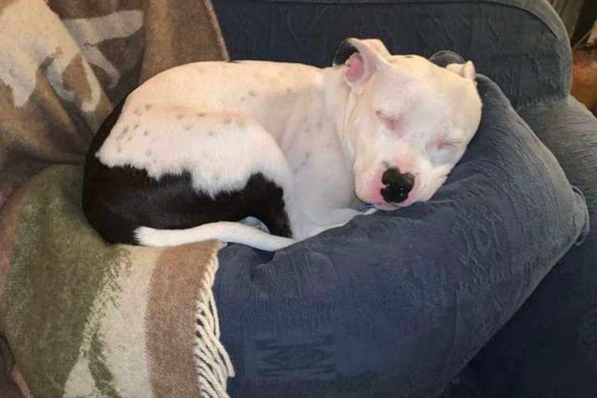 Snoop fue abandonado en una ruta a finales del año pasado