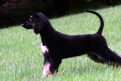 Snuppy fue el primer perro clonado en todo el mundo