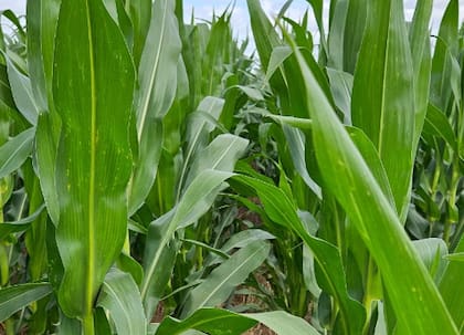 Sobre chicharrita es importante destacar que el año pasado se llegó a observar presencia aislada de síntomas del complejo de enfermedades transmitidas por este vector en los maíces de segunda de la zona. Solamente en el 5% de los lotes se observó un síntoma más importante