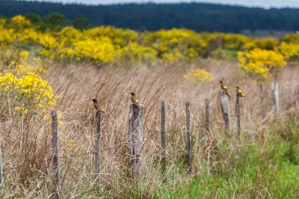 Sobre el alambrado, aves de pastizal: pecho amarillo.
