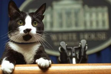 Socks: el gato de Clinton