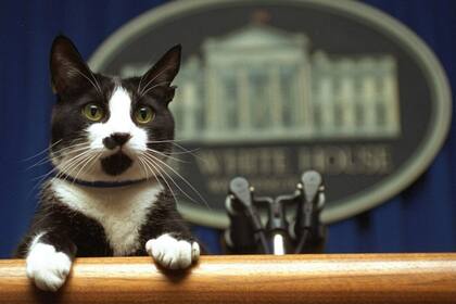 Socks era toda una personalidad en la Casa Blanca. Fuente: Internet.